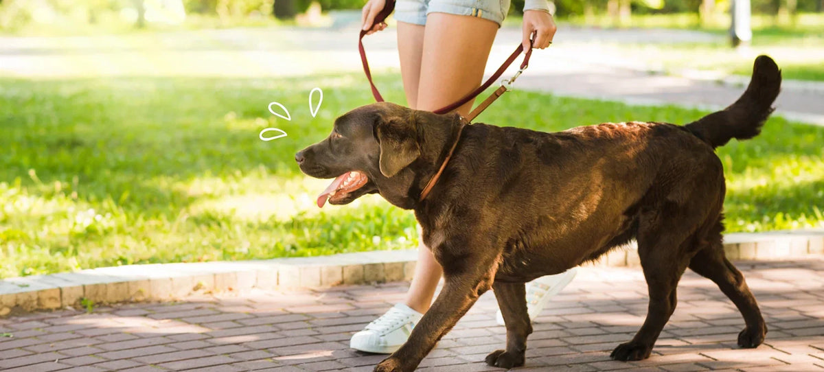 Person walking a brown dog on a leash in a park