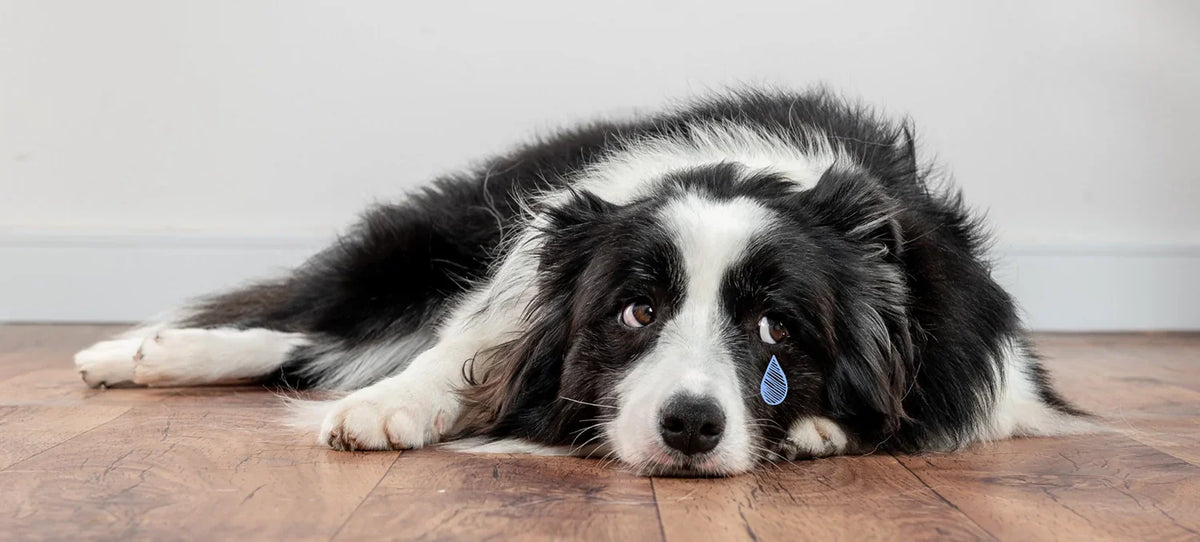 A dog lying on a wooden floor with a single tear rolling down its cheek