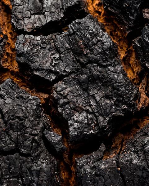 Chaga mushroom