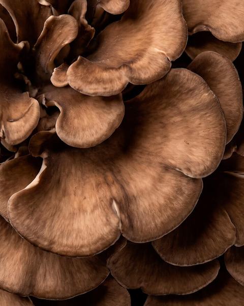 Maitake mushroom