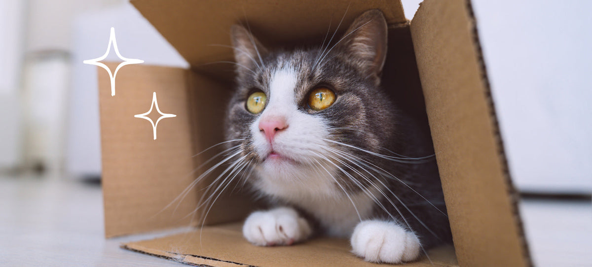 Cat peeking out from a cardboard box
