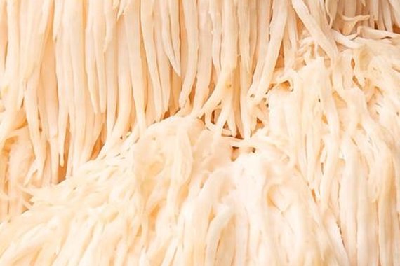 Lion's Mane mushroom