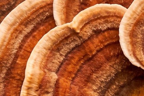 Turkey Tail mushroom