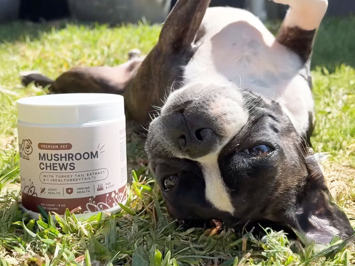 Dog lying on grass next to a tub of mushroom chews