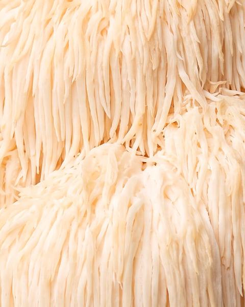 Lion’s Mane