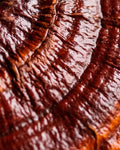 Reishi mushroom