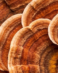 Turkey Tail