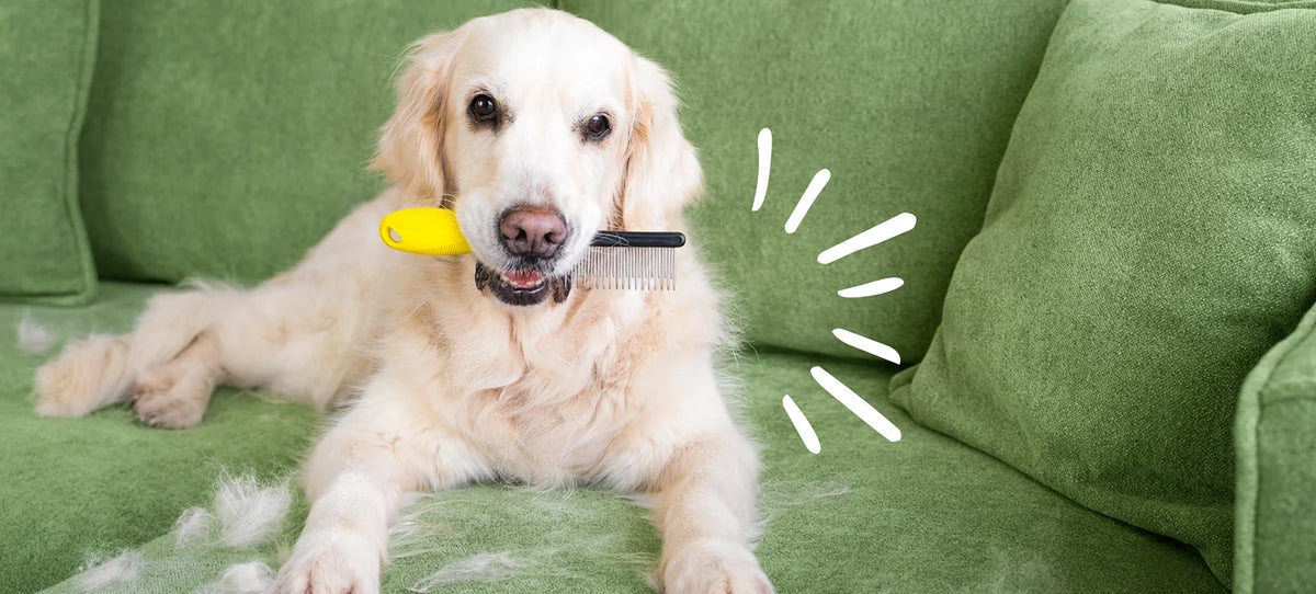 Dog with a brush in its mouth on a green couch with fur scattered around