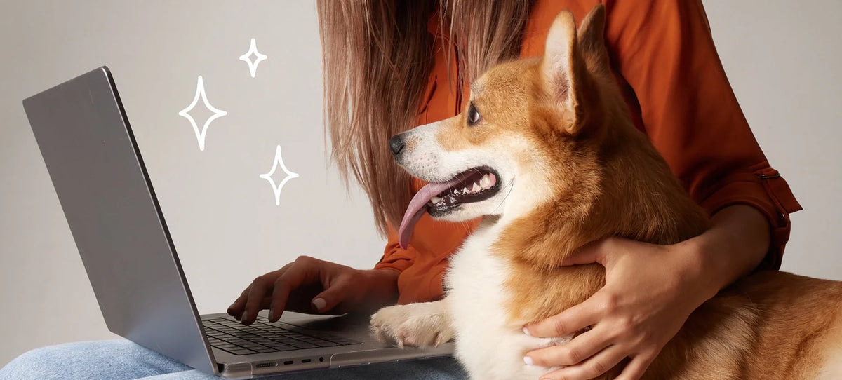 Person using a laptop with a corgi dog next to them
