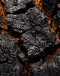 Chaga mushroom