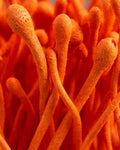 Cordyceps mushroom