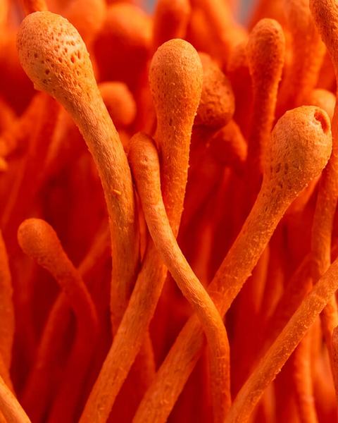 Cordyceps mushroom