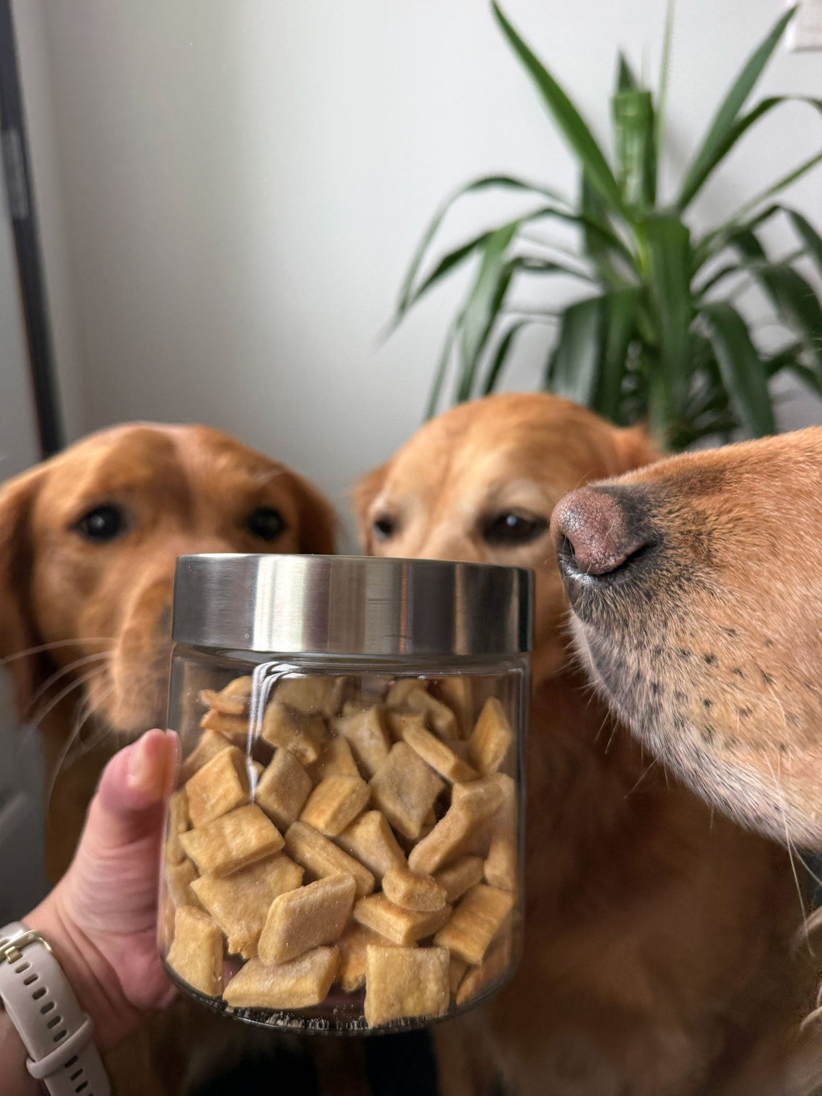 3-Ingredient Peanut Butter Cookies