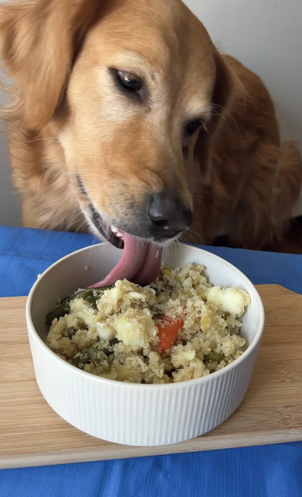 1 Pot Homemade Dog Food Recipe