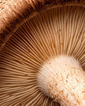 Shiitake mushroom