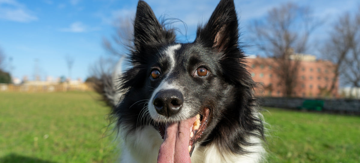 Bad Breath in Dogs