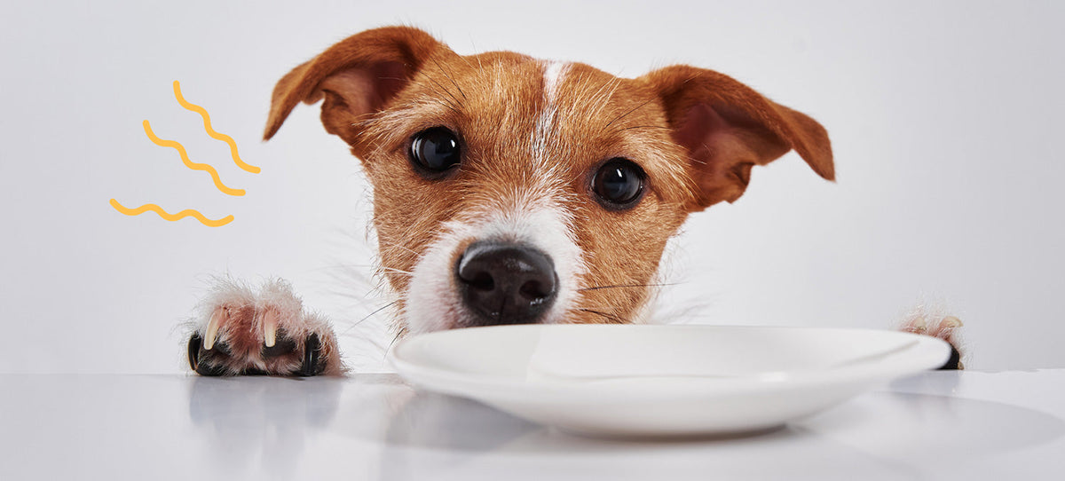 Dog staring at empty plate