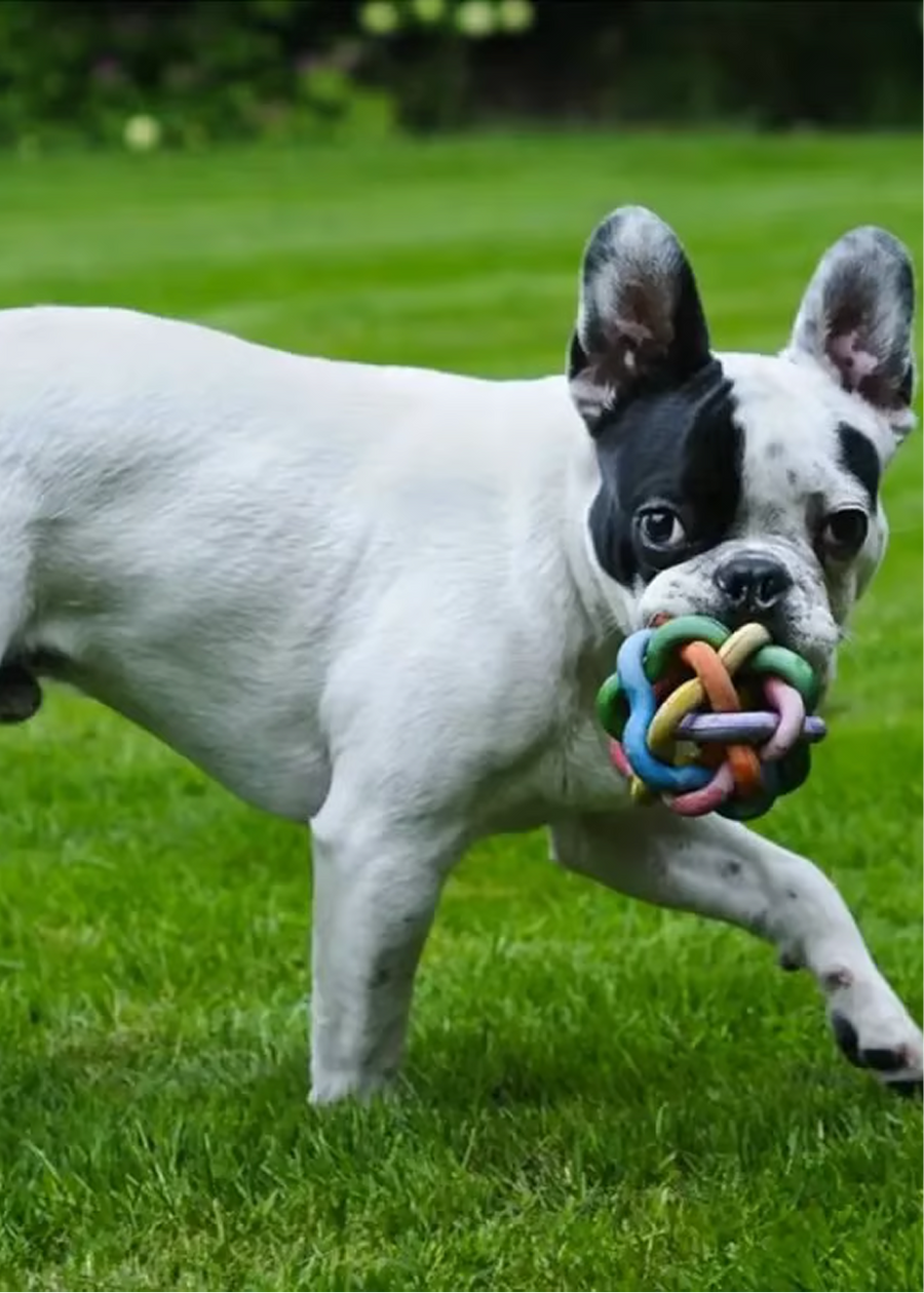 Your Dog Lives Free From [brk]IVDD Fear