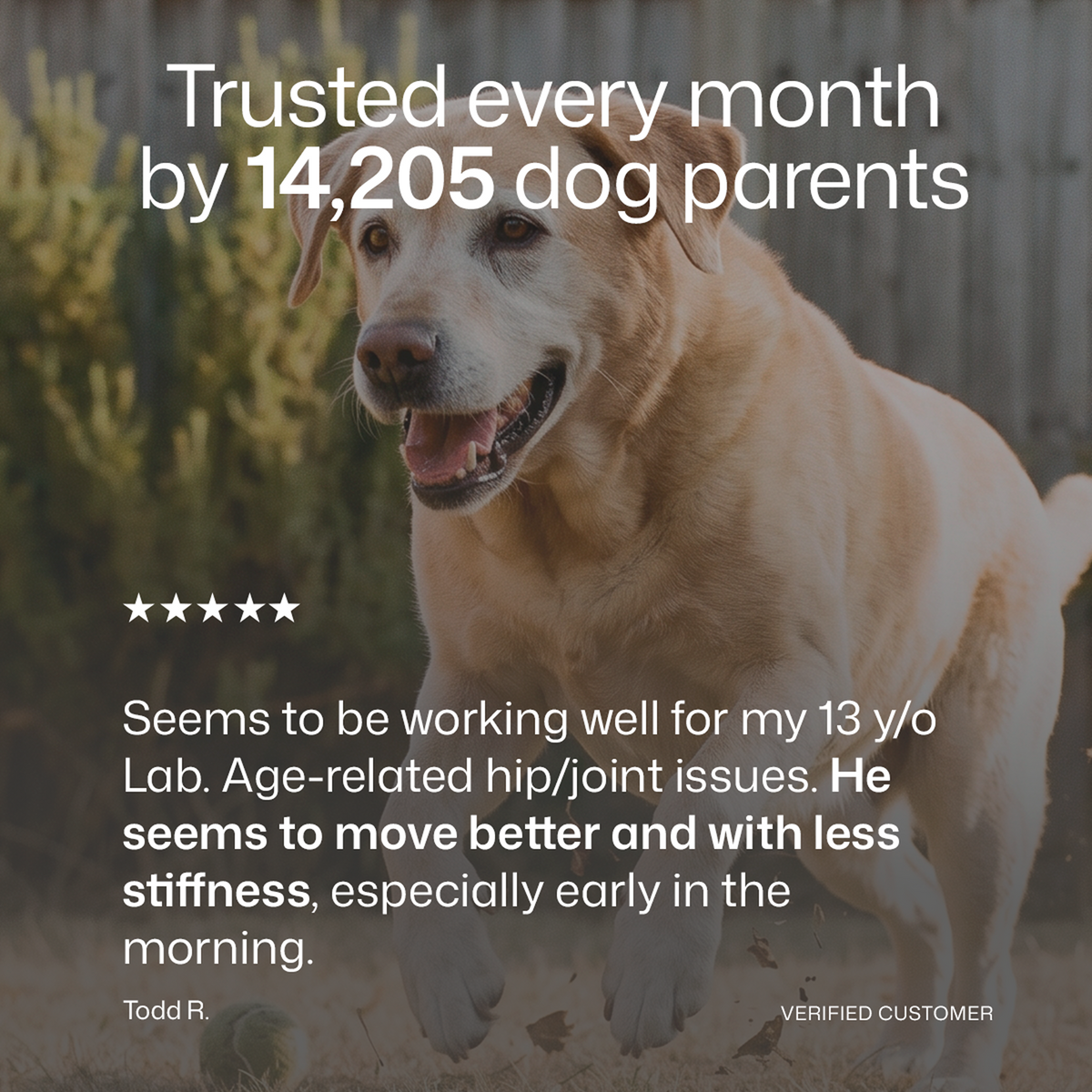Premium Hip & Joint Chews