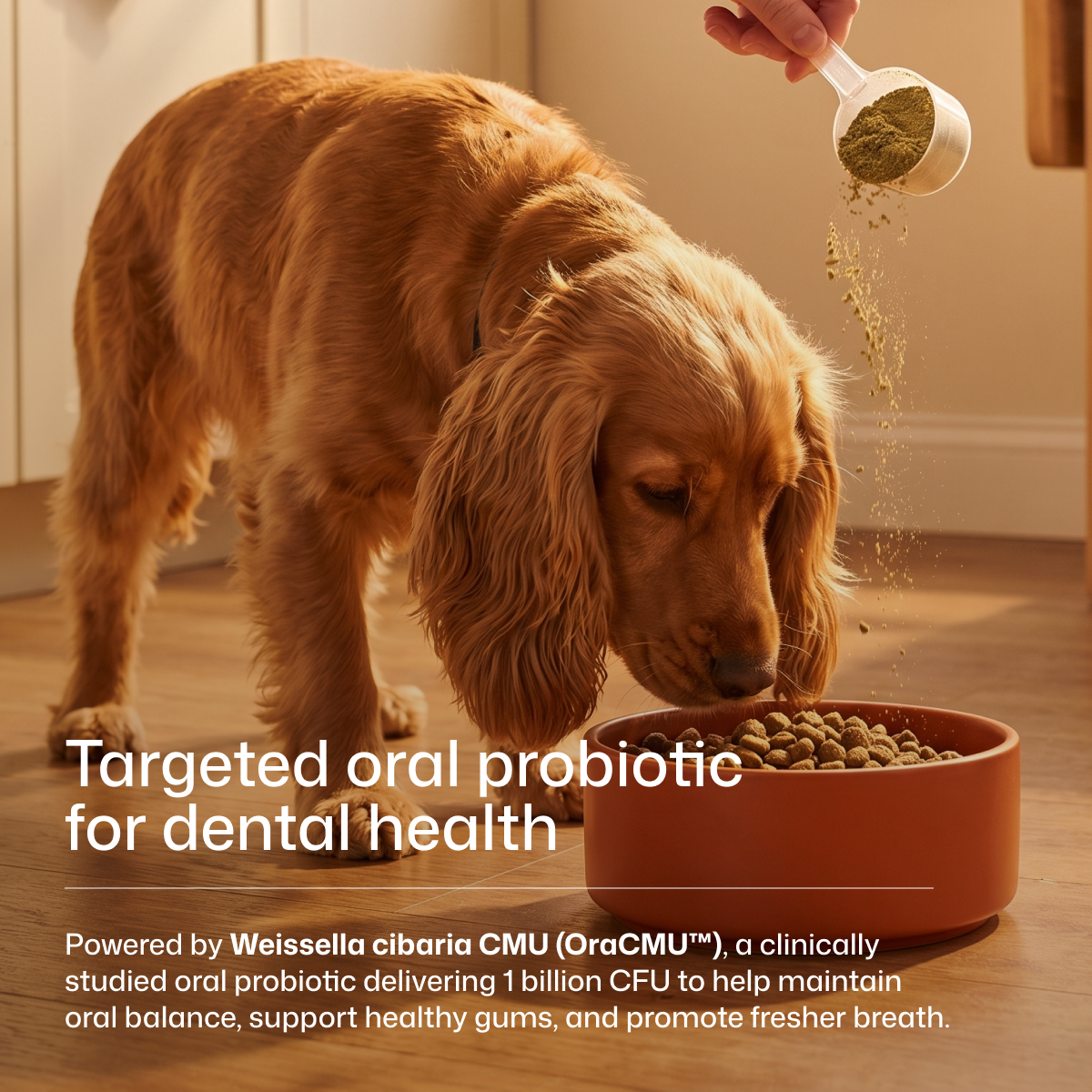 Premium Pet Dental Powder