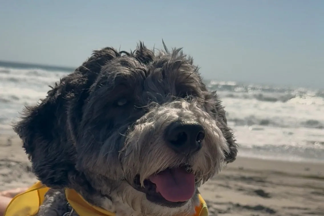Winston on the beach in a yellow bandana
