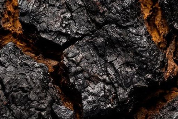 Chaga mushroom