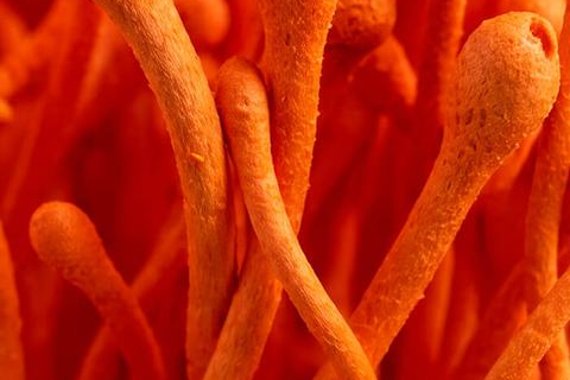 Cordyceps mushroom