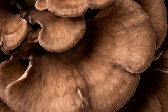 Maitake mushroom