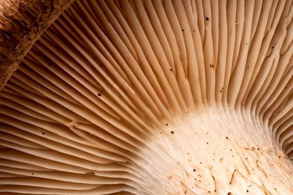 Shiitake mushroom