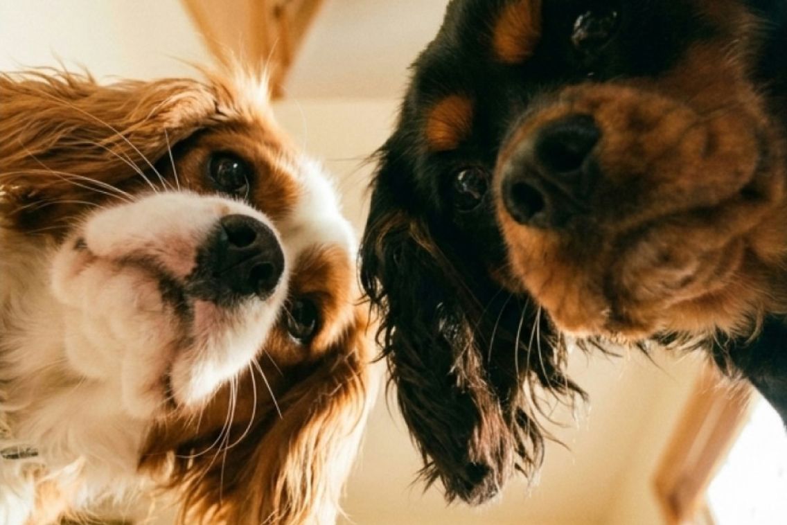 Two spaniels looking into the camera