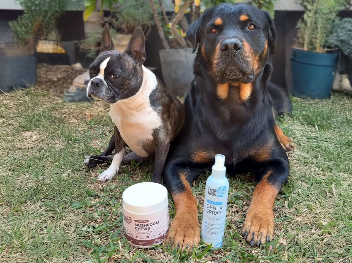 Two dogs sitting on grass